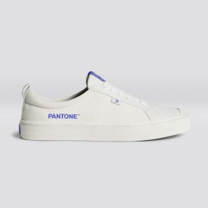 Cariuma Low Top Canvas Vegan OCA LOW Herren Off-White / Very Peri Canvas | 187-UFEAQC